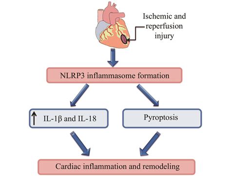 drugs that prevent cardiac remodeling